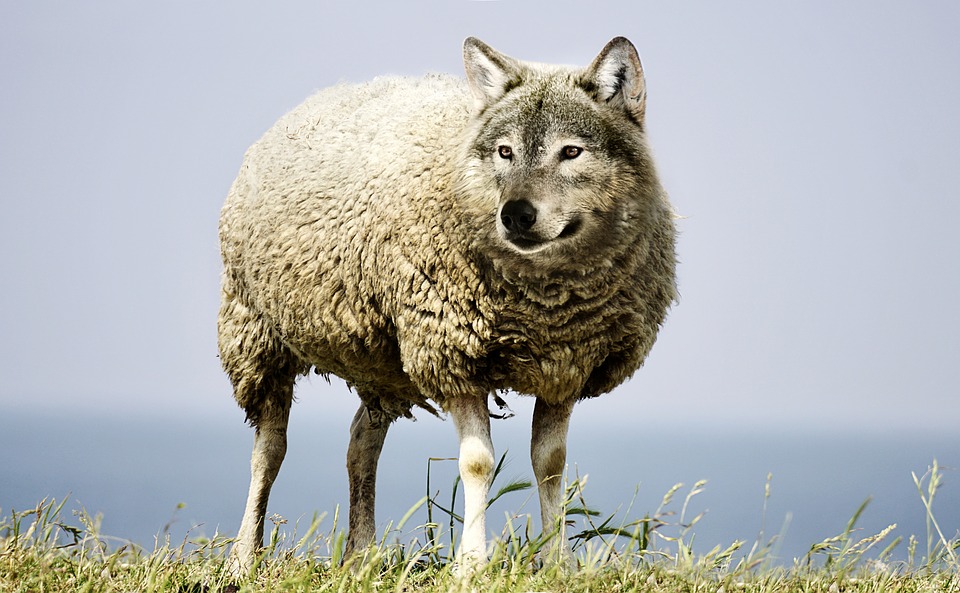 wolf in sheeps clothing - truth story